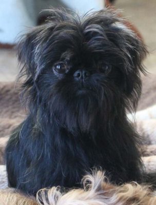 Affenpinscher