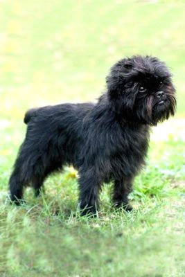 Affenpinscher