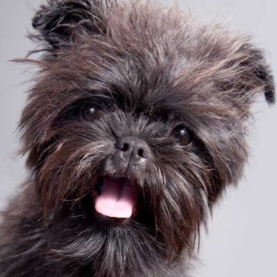 Affenpinscher