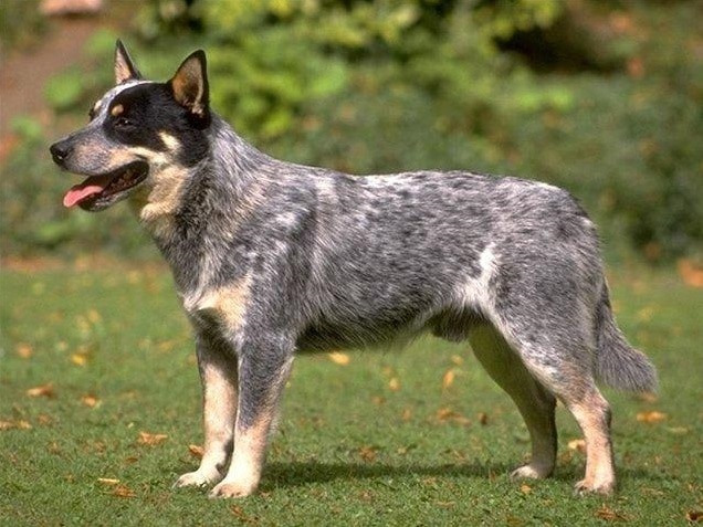 Australian Cattle Dog
