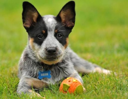 Australian Cattle Dog