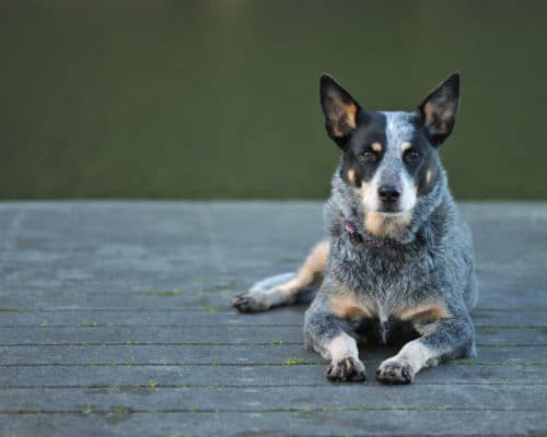 Australian Cattle Dog