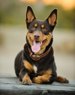 Australian Kelpie