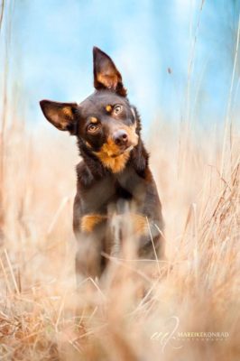 Australian Kelpie