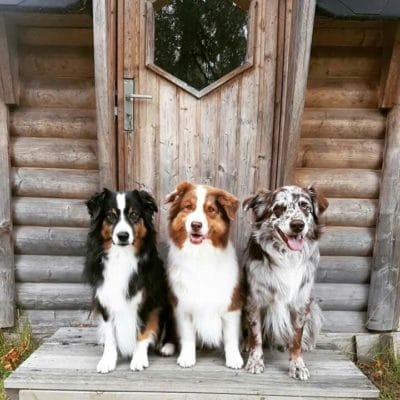 Australian Shepherd (Aussie)