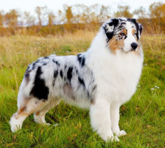 Australian Shepherd (Aussie)