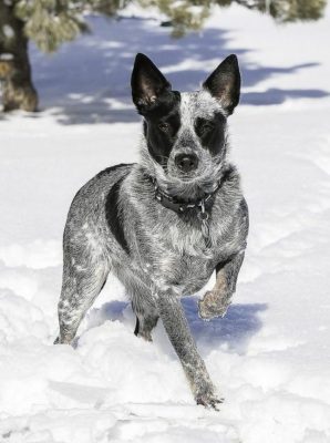 Australian Stumpy Tail Cattle Dog