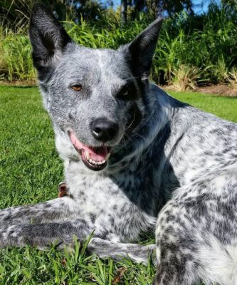 Australian Stumpy Tail Cattle Dog