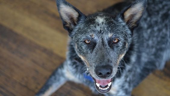 Australian Stumpy Tail Cattle Dog