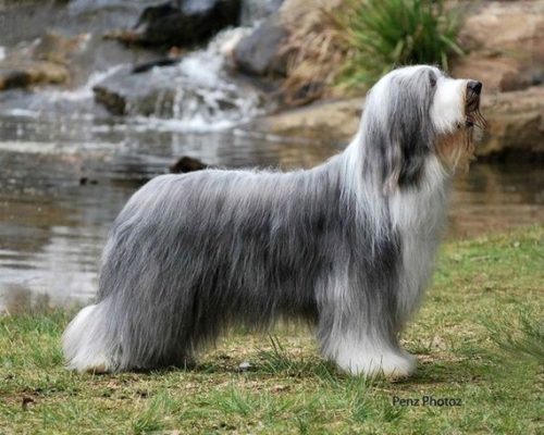 Bearded Collie