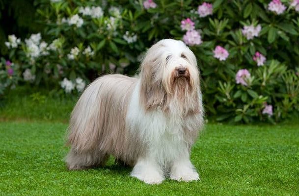 Bearded Collie