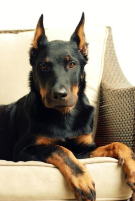 Beauceron