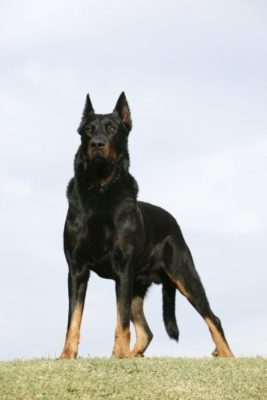 Beauceron