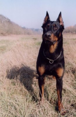 Beauceron