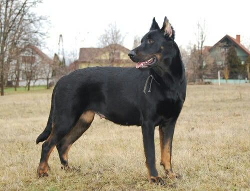 Beauceron