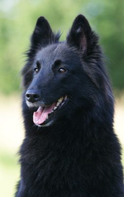 Belgian Shepherd Groenendael
