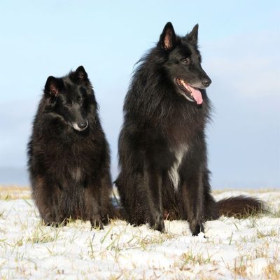 Belgian Shepherd Groenendael