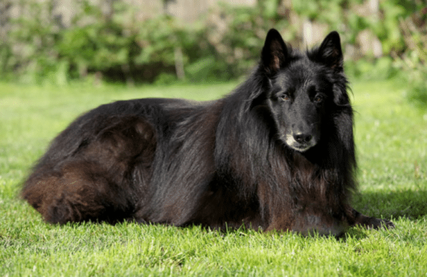 Belgian Shepherd Groenendael