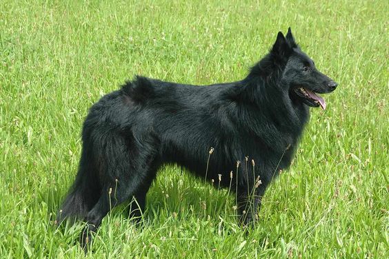 Belgian Shepherd Groenendael