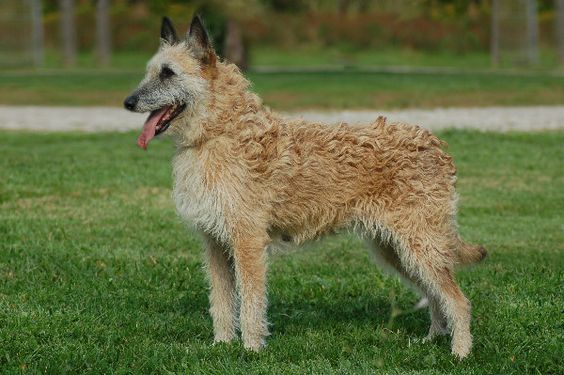 Belgian Shepherd Laekenois