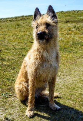 Belgian Shepherd Laekenois