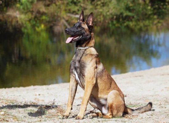 Belgian Shepherd Malinois