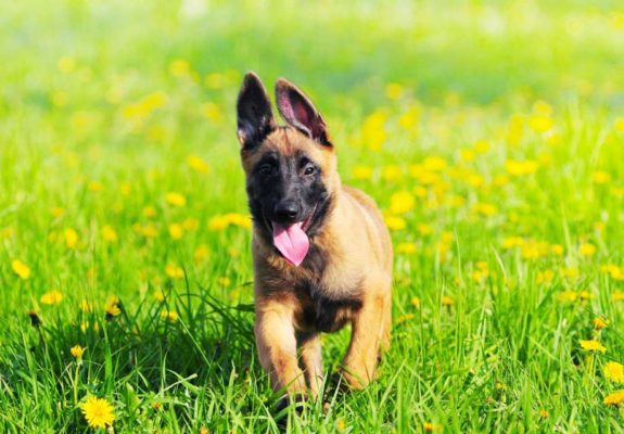 Belgian Shepherd Malinois