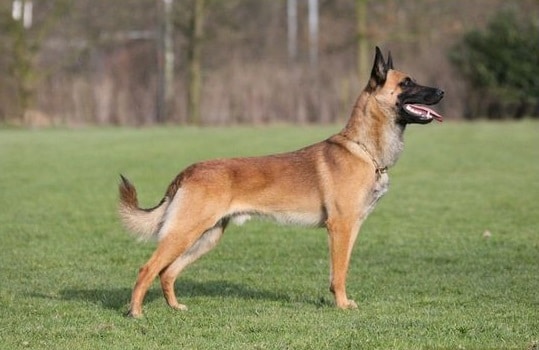 Belgian Shepherd Malinois