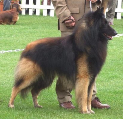 Belgian Shepherd Tervuren
