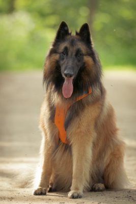 Belgian Shepherd Tervuren