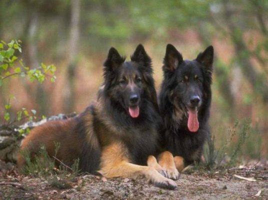 Belgian Shepherd Tervuren
