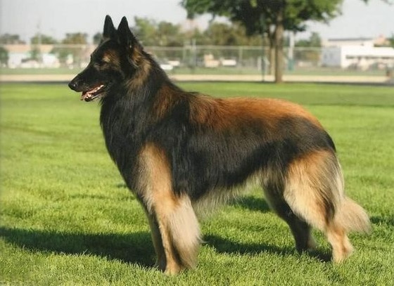 Belgian Shepherd Tervuren