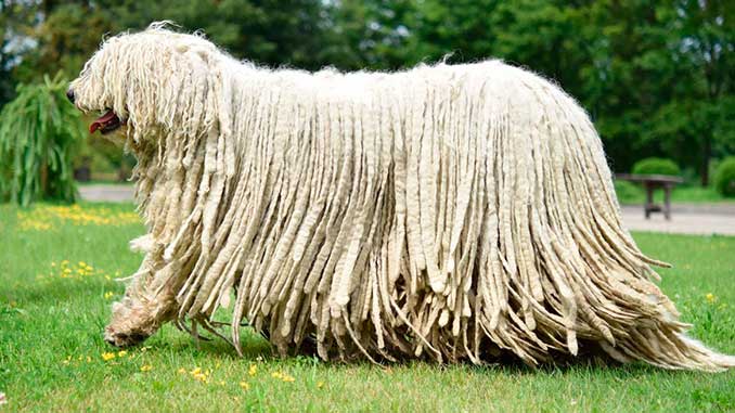 Bergamasco Shepherd