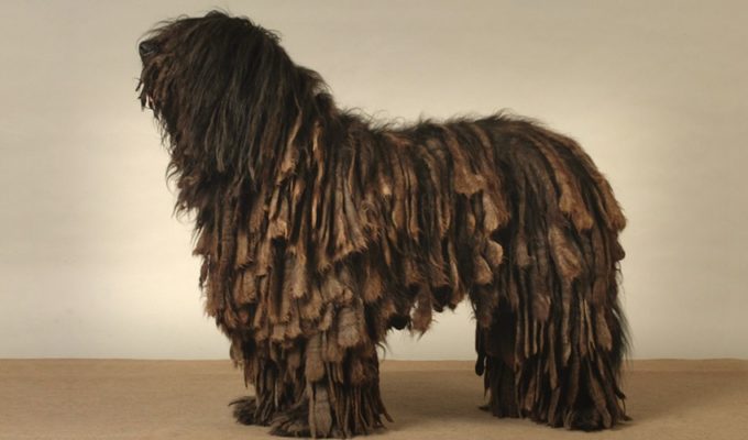 Bergamasco Shepherd