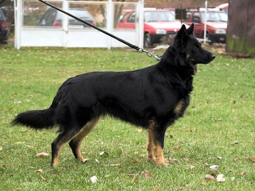 Bohemian Shepherd