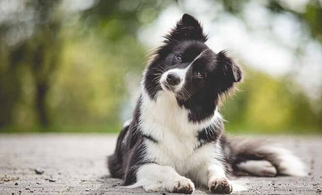 Border Collie