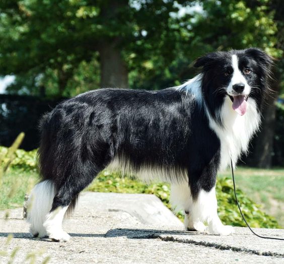 Border Collie