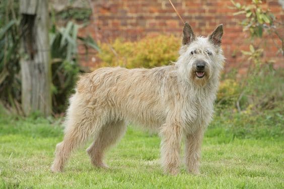 Bouvier des Ardennes