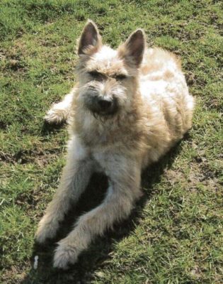 Bouvier des Ardennes