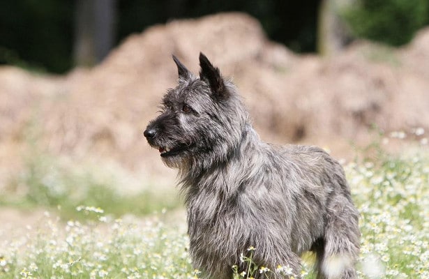 Bouvier des Ardennes