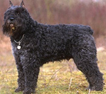 Bouvier des Flandres