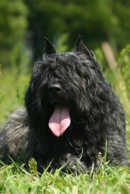 Bouvier des Flandres