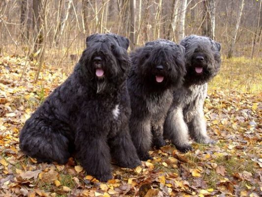 Bouvier des Flandres