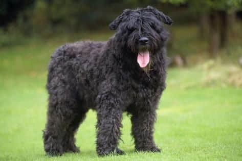 Bouvier des Flandres