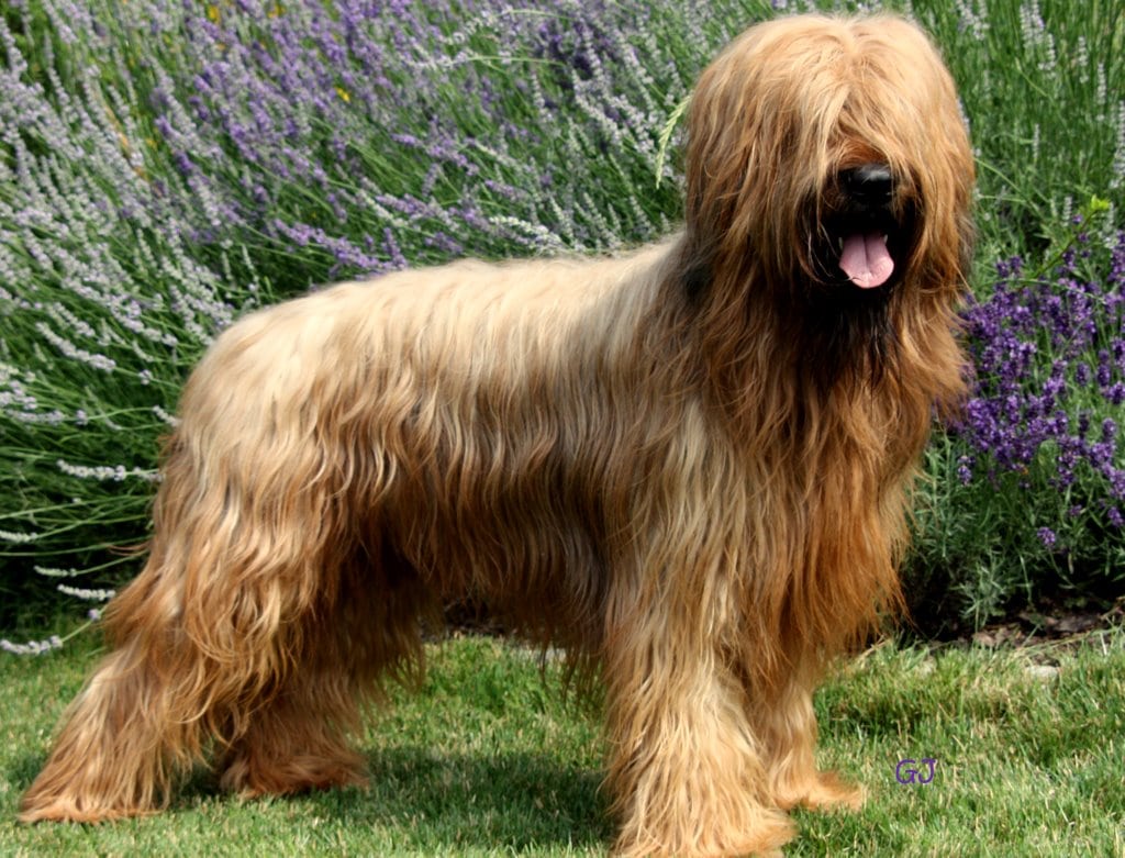 Briard