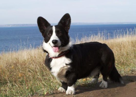 Cardigan Welsh Corgi