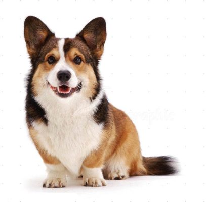 Cardigan Welsh Corgi