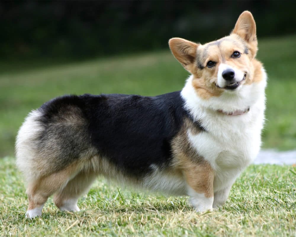 Corgi Galés de Cardigan