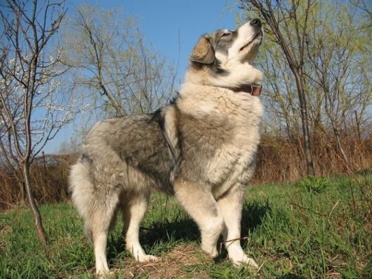 Carpathian Shepherd Dog
