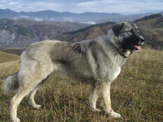 Carpathian Shepherd Dog
